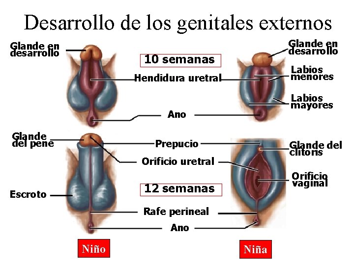 Desarrollo de los genitales externos Glande en desarrollo 10 semanas Labios menores Hendidura uretral