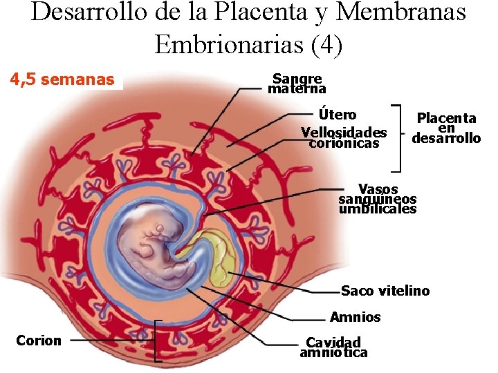 Desarrollo de la Placenta y Membranas Embrionarias (4) 4, 5 semanas Sangre materna Útero