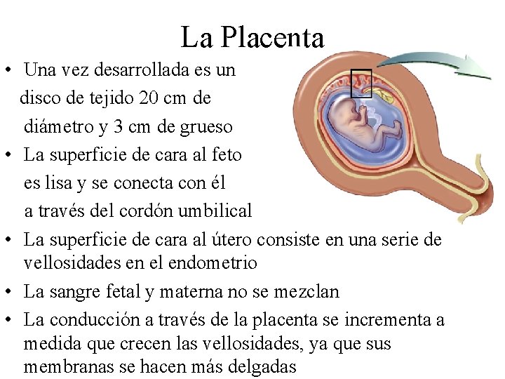 La Placenta • Una vez desarrollada es un disco de tejido 20 cm de