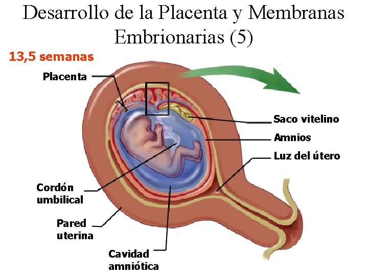 Desarrollo de la Placenta y Membranas Embrionarias (5) 13, 5 semanas Placenta Saco vitelino