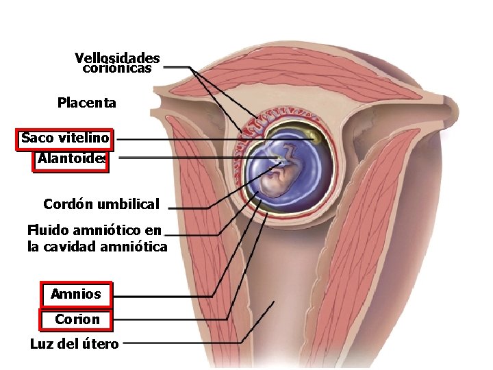 Vellosidades coriónicas Placenta Saco vitelino Alantoides Cordón umbilical Fluido amniótico en la cavidad amniótica