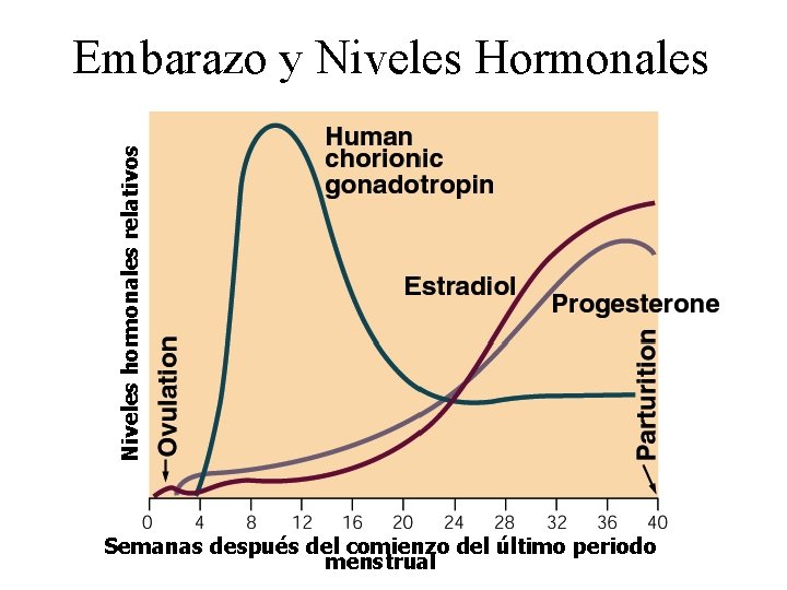 Niveles hormonales relativos Embarazo y Niveles Hormonales Semanas después del comienzo del último periodo