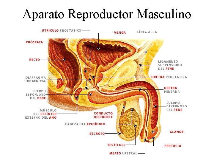 Aparato Reproductor Masculino 