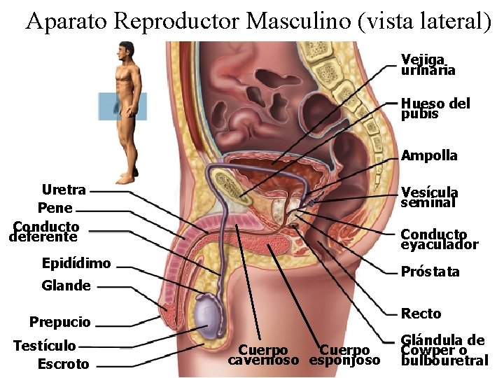 Aparato Reproductor Masculino (vista lateral) Vejiga urinaria Hueso del pubis Ampolla Uretra Pene Conducto