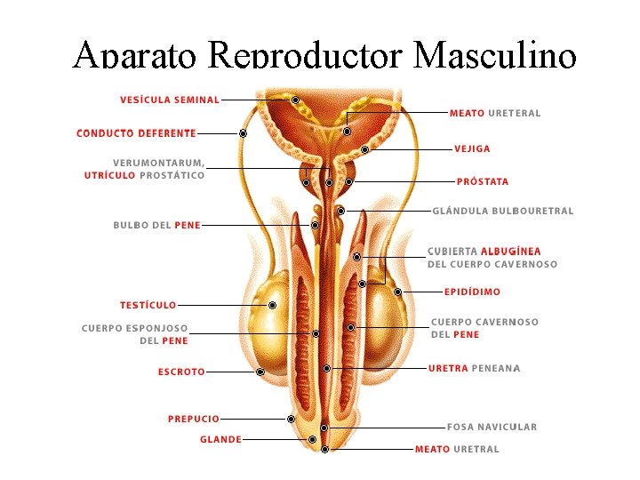 Aparato Reproductor Masculino 