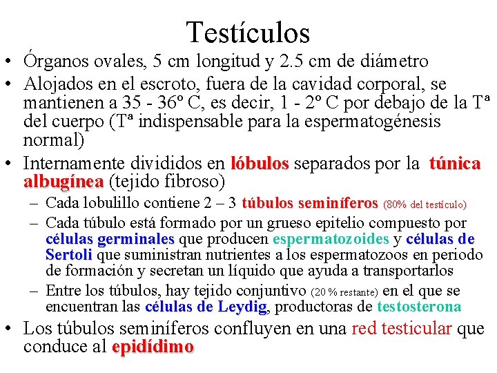 Testículos • Órganos ovales, 5 cm longitud y 2. 5 cm de diámetro •