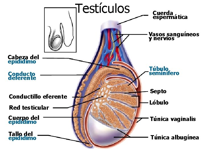 Testículos Cuerda espermática Vasos sanguíneos y nervios Cabeza del epidídimo Conducto deferente Conductillo eferente