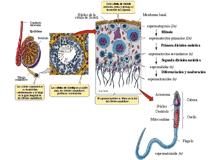 Cada célula de Sertoli envuelve, nutre y protege el desarrollo del esperma Núcleo de