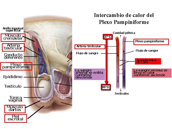 Intercambio de calor del Plexo Pampiniforme Anillo inguinal superficial Cavidad pélvica Músculo cremáster Arteria