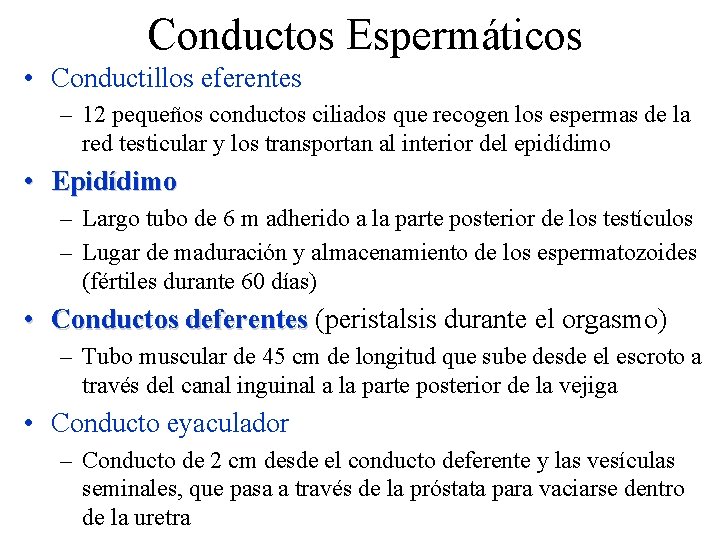 Conductos Espermáticos • Conductillos eferentes – 12 pequeños conductos ciliados que recogen los espermas