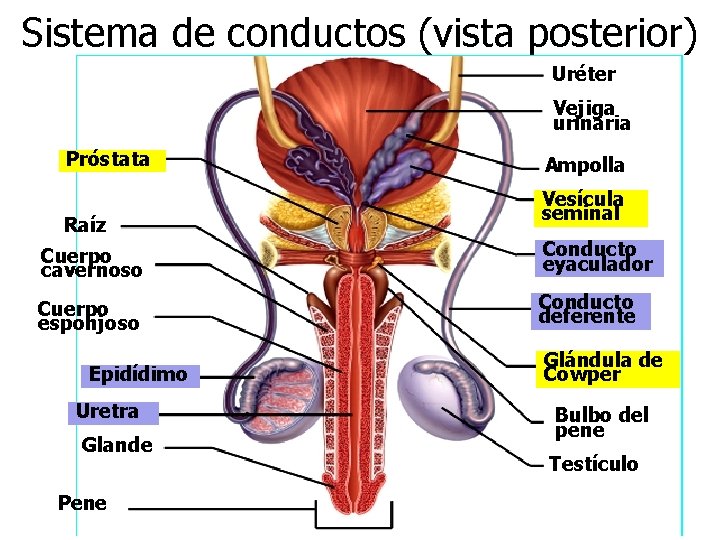 Sistema de conductos (vista posterior) Uréter Vejiga urinaria Próstata Raíz Ampolla Vesícula seminal Cuerpo