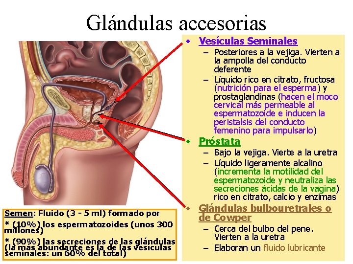 Glándulas accesorias • Vesículas Seminales – Posteriores a la vejiga. Vierten a la ampolla