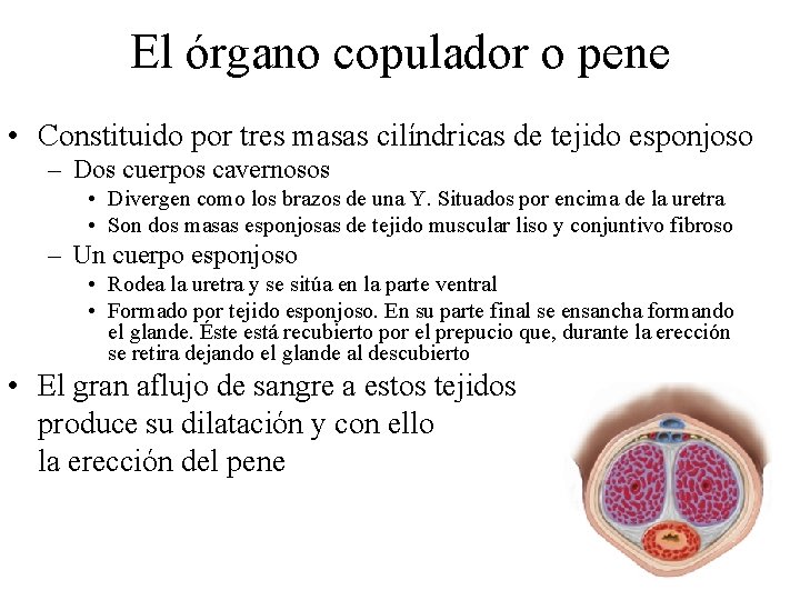 El órgano copulador o pene • Constituido por tres masas cilíndricas de tejido esponjoso