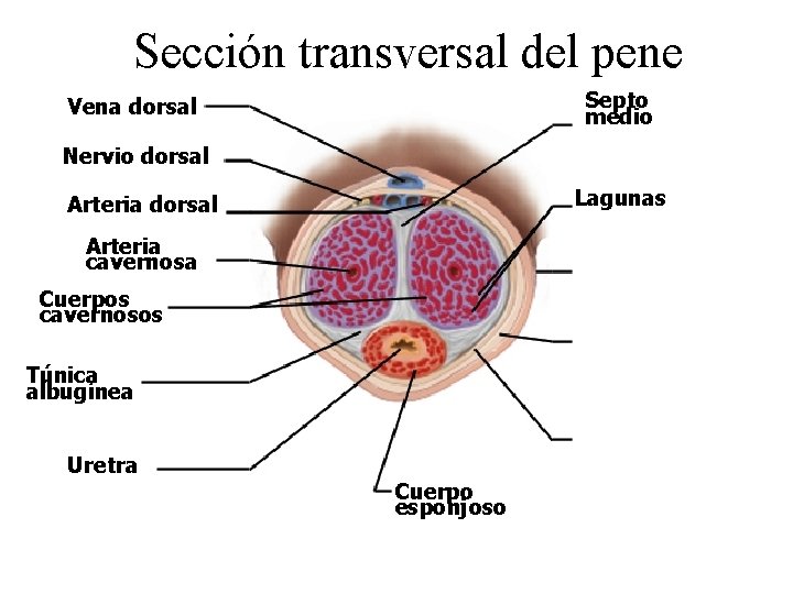 Sección transversal del pene Septo medio Vena dorsal Nervio dorsal Lagunas Arteria dorsal Arteria