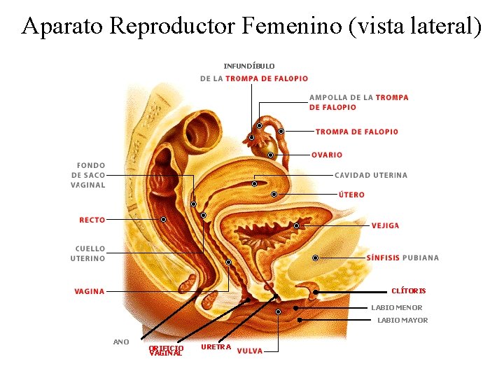 Aparato Reproductor Femenino (vista lateral) INFUNDÍBULO CLÍTORIS LABIO MENOR LABIO MAYOR ANO ORIFICIO VAGINAL