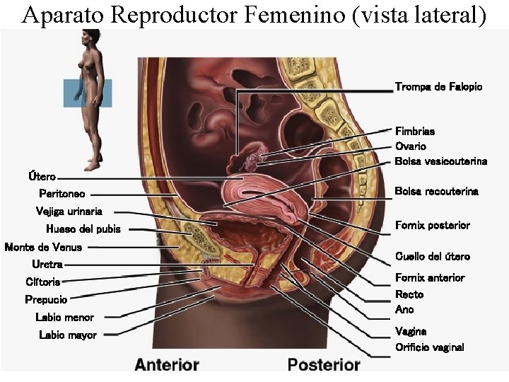 Aparato Reproductor Femenino (vista lateral) Trompa de Falopio Fimbrias Ovario Bolsa vesicouterina Útero Peritoneo