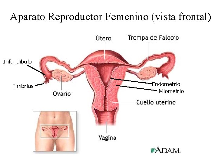 Aparato Reproductor Femenino (vista frontal) Infundíbulo Fimbrias Endometrio Miometrio 