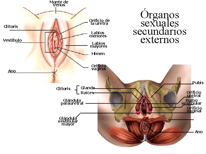 Monte de Venus Orificio de la uretra Clítoris Labios menores Vestíbulo Labios mayores Órganos