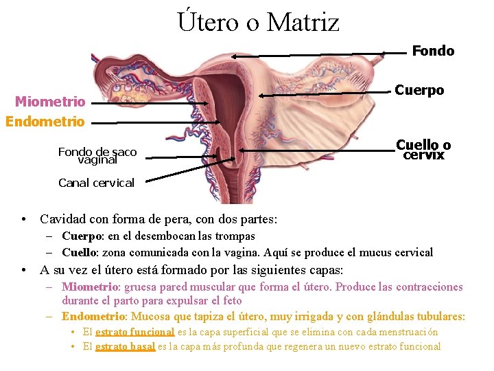 Útero o Matriz Fondo Miometrio Endometrio Fondo de saco vaginal Cuerpo Cuello o cervix