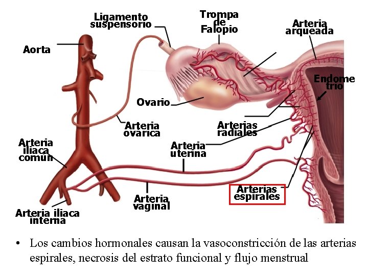 Trompa de Falopio Ligamento suspensorio Arteria arqueada Aorta Endome trio Ovario Arteria iliaca común