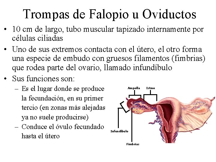 Trompas de Falopio u Oviductos • 10 cm de largo, tubo muscular tapizado internamente