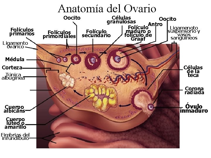 Anatomía del Ovario Oocito Folículos primarios Ligamento ovárico Folículos primordiales Células Oocito granulosas Antro