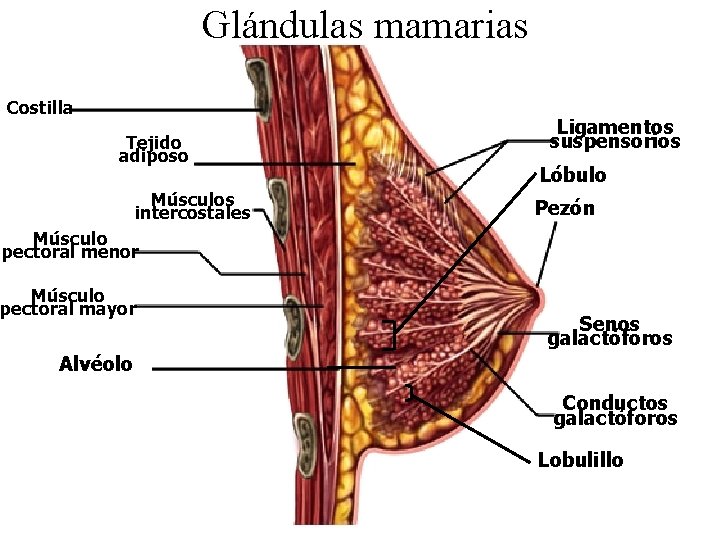 Glándulas mamarias Costilla Tejido adiposo Músculos intercostales Ligamentos suspensorios Lóbulo Pezón Músculo pectoral menor