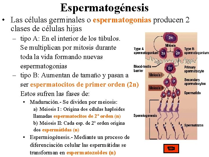 Espermatogénesis • Las células germinales o espermatogonias producen 2 clases de células hijas –