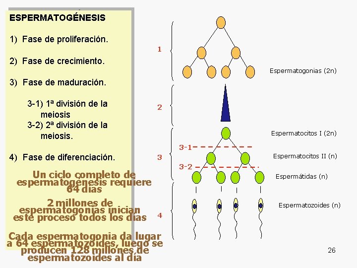 Un ciclo completo de espermatogénesis requiere 64 días 2 millones de espermatogonias inician este