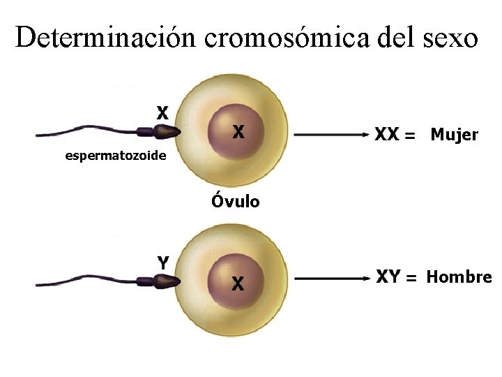Determinación cromosómica del sexo Mujer espermatozoide Óvulo Hombre 