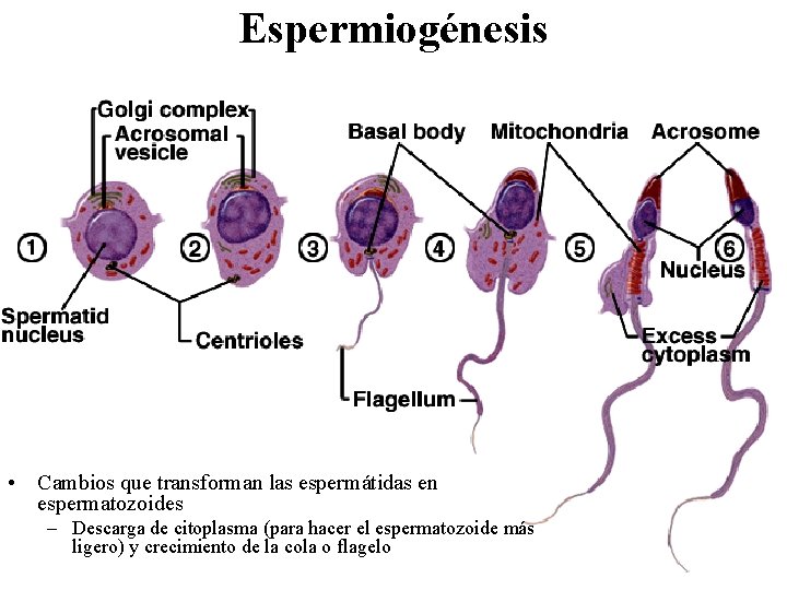 Espermiogénesis • Cambios que transforman las espermátidas en espermatozoides – Descarga de citoplasma (para