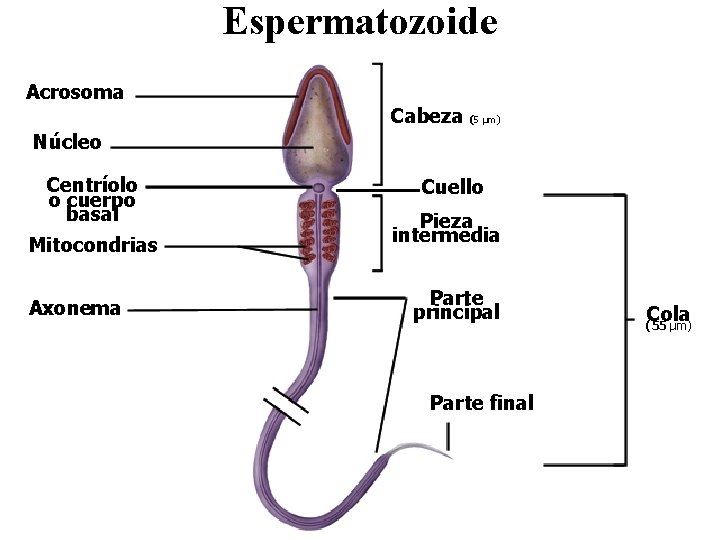 Espermatozoide Acrosoma Cabeza (5 μm) Núcleo Centríolo o cuerpo basal Mitocondrias Axonema Cuello Pieza