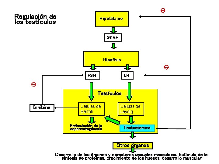  Regulación de los testículos Hipotálamo Gn. RH Hipófisis FSH LH Testículos Inhibina Células