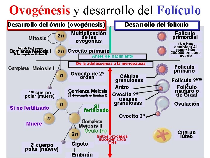 Ovogénesis y desarrollo del Folículo Desarrollo del óvulo (ovogénesis) Desarrollo del folículo Multiplicación de