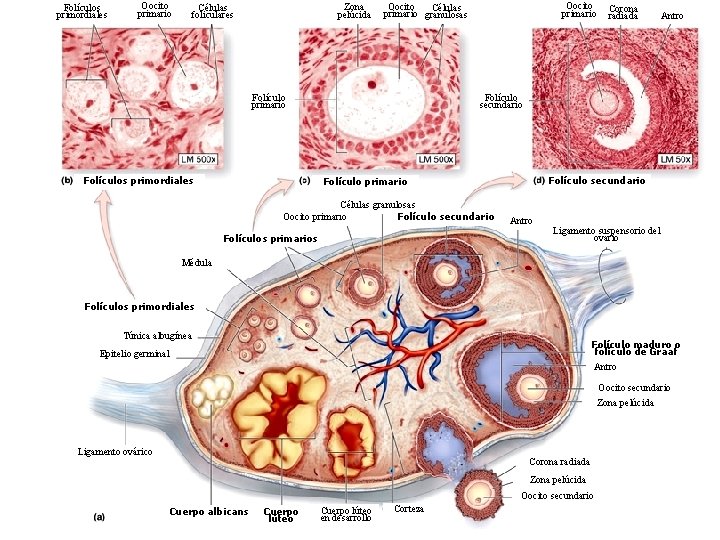 Folículos primordiales Oocito primario Zona pelúcida Células foliculares Folículo primario Folículos primordiales Oocito primario