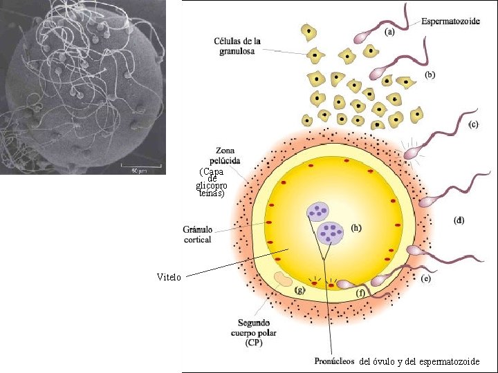 (Capa de glicopro teínas) Vitelo del óvulo y del espermatozoide 