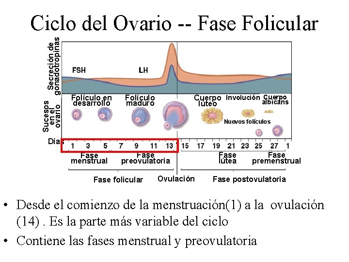 Sucesos Secreción de en el ovario gonadotropinas Ciclo del Ovario -- Fase Folicular Folículo