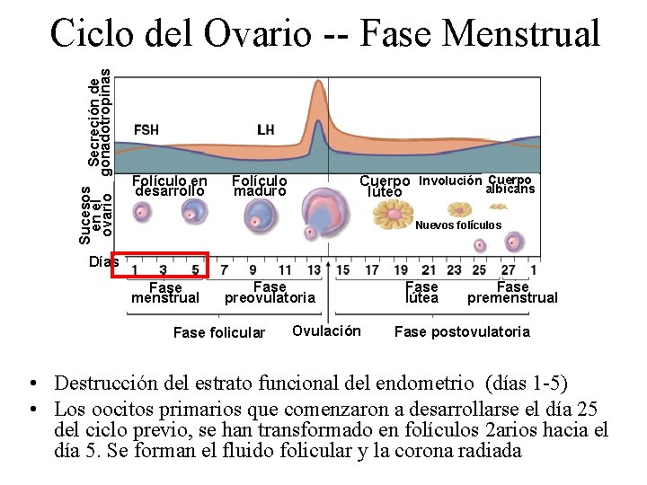 Sucesos Secreción de en el ovario gonadotropinas Ciclo del Ovario -- Fase Menstrual Folículo