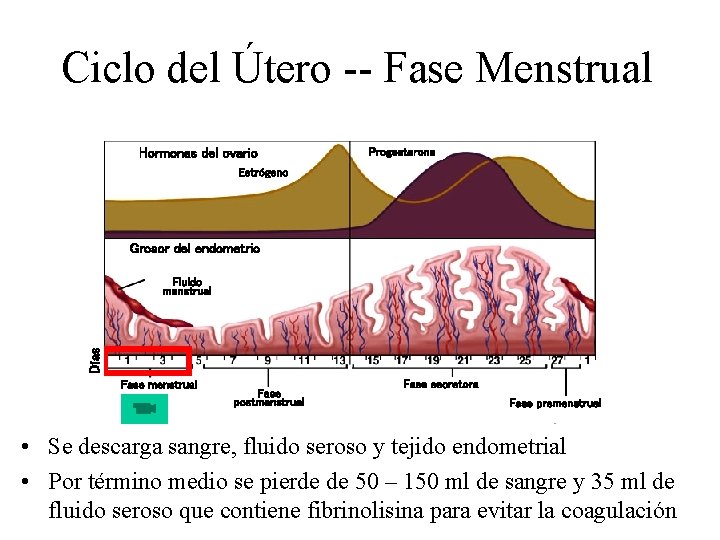 Ciclo del Útero -- Fase Menstrual Hormonas del ovario Progesterona Estrógeno Grosor del endometrio