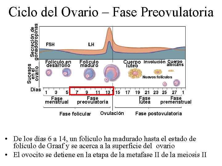 Sucesos Secreción de en el ovario gonadotropinas Ciclo del Ovario – Fase Preovulatoria Folículo