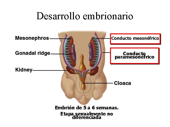 Desarrollo embrionario Conducto mesonéfrico Conducto paramesonéfrico Embrión de 5 a 6 semanas. Etapa sexualmente