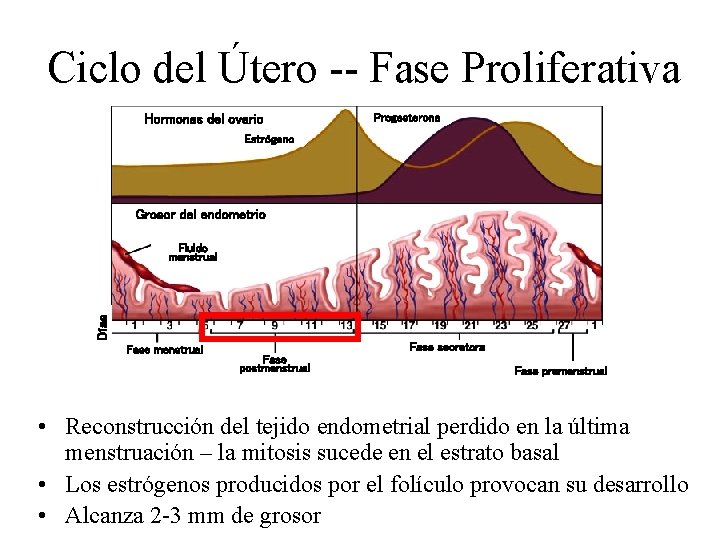 Ciclo del Útero -- Fase Proliferativa Hormonas del ovario Progesterona Estrógeno Grosor del endometrio