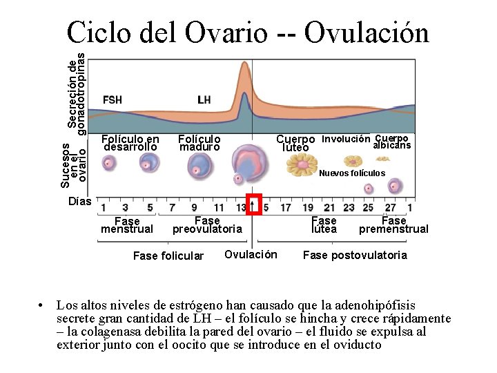 Sucesos Secreción de en el ovario gonadotropinas Ciclo del Ovario -- Ovulación Folículo en