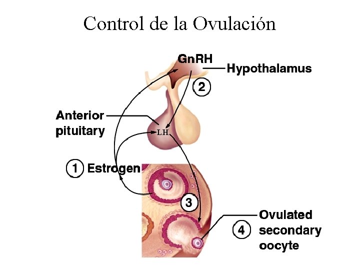 Control de la Ovulación LH 