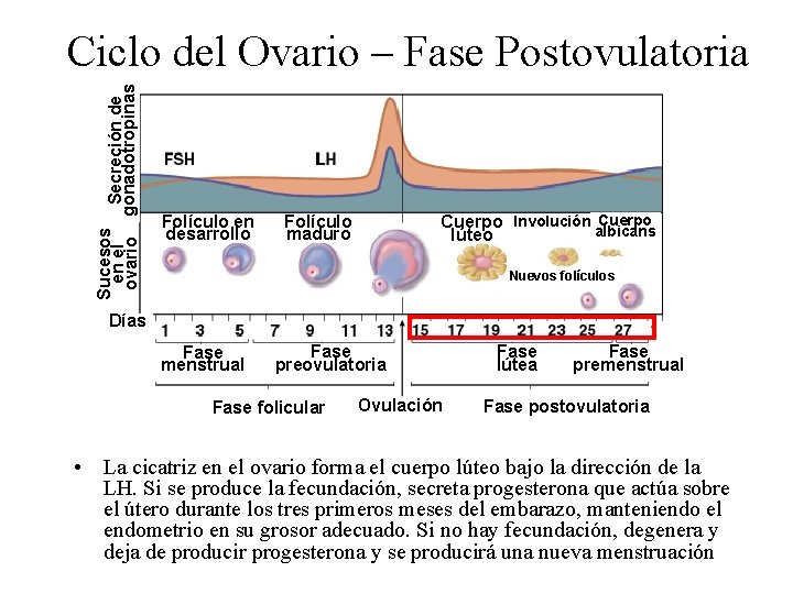 Sucesos Secreción de en el ovario gonadotropinas Ciclo del Ovario – Fase Postovulatoria Folículo