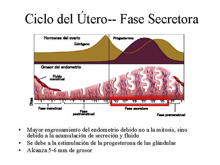 Ciclo del Útero-- Fase Secretora Hormonas del ovario Progesterona Estrógeno Grosor del endometrio Días