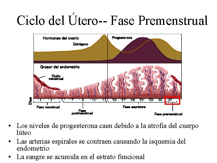 Ciclo del Útero-- Fase Premenstrual Hormonas del ovario Progesterona Estrógeno Grosor del endometrio Días