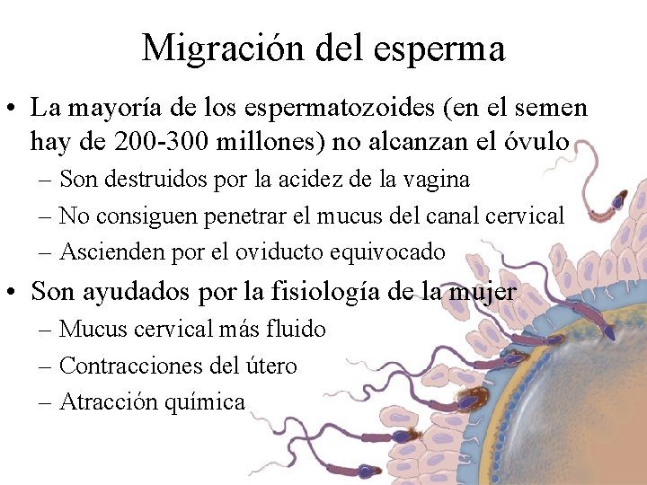 Migración del esperma • La mayoría de los espermatozoides (en el semen hay de