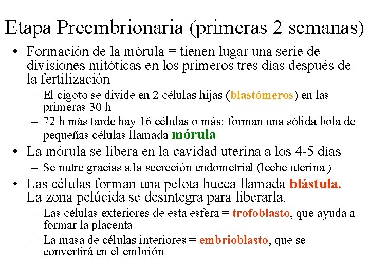 Etapa Preembrionaria (primeras 2 semanas) • Formación de la mórula = tienen lugar una