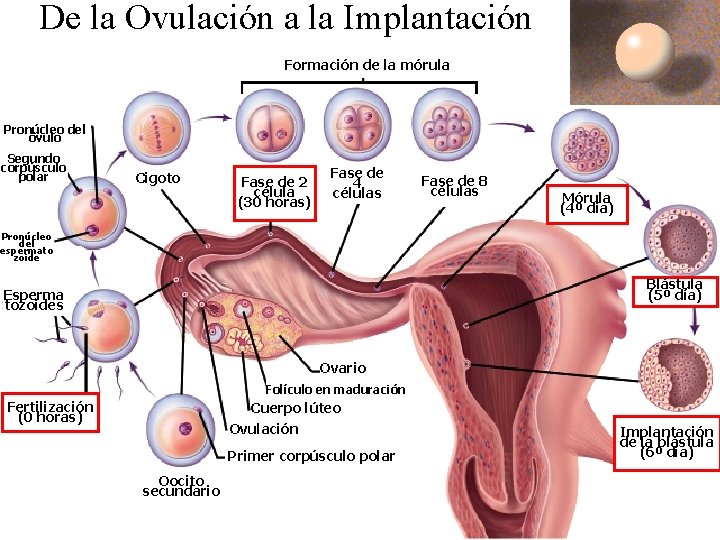 De la Ovulación a la Implantación Formación de la mórula Pronúcleo del óvulo Segundo